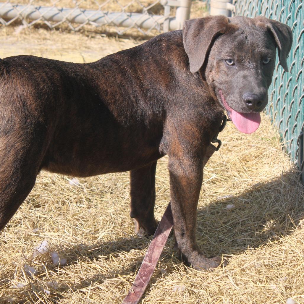 Enlarge Fennel, a Adoptable Pit Bull Terrier in Cleveland, MS image 3/5
