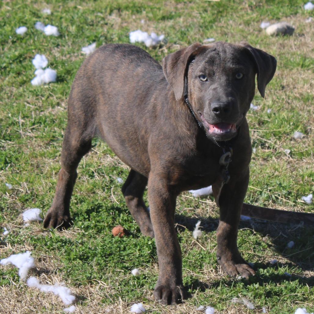 Enlarge Fennel, a Adoptable Pit Bull Terrier in Cleveland, MS image 4/5