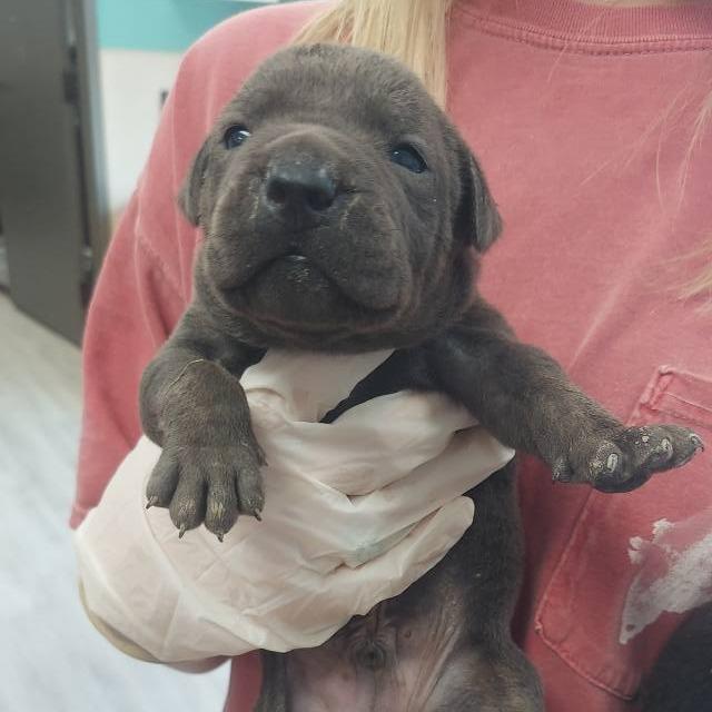 Enlarge Fennel, a Adoptable Pit Bull Terrier in Cleveland, MS image 5/5