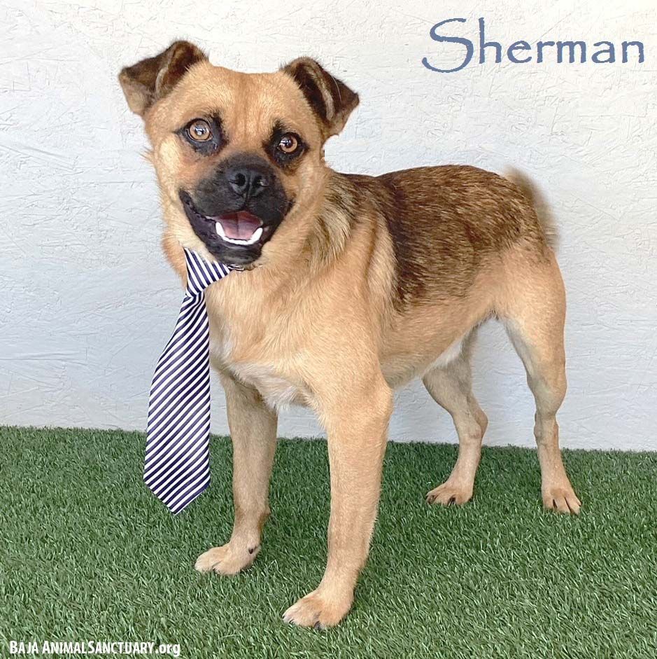 Sherman, a Adoptable mixed breed in San Diego, CA image 1/3