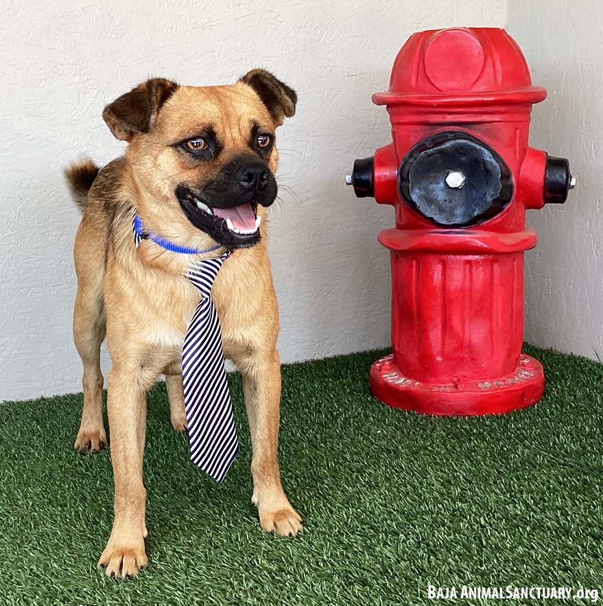 Sherman, a Adoptable mixed breed in San Diego, CA image 2/3