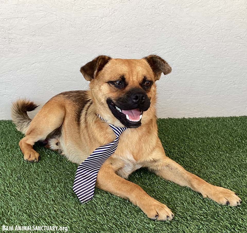 Sherman, a Adoptable mixed breed in San Diego, CA image 3/3