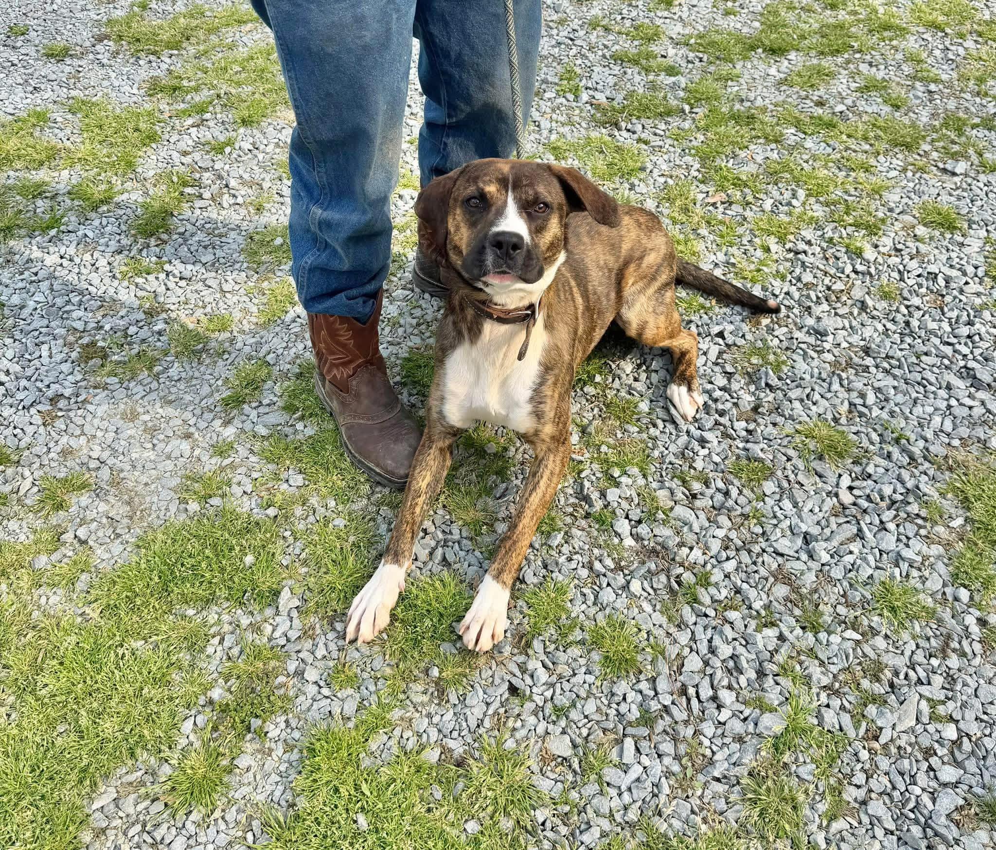 Peanut, ADOPTABLE, Adult Male Mixed Breed.