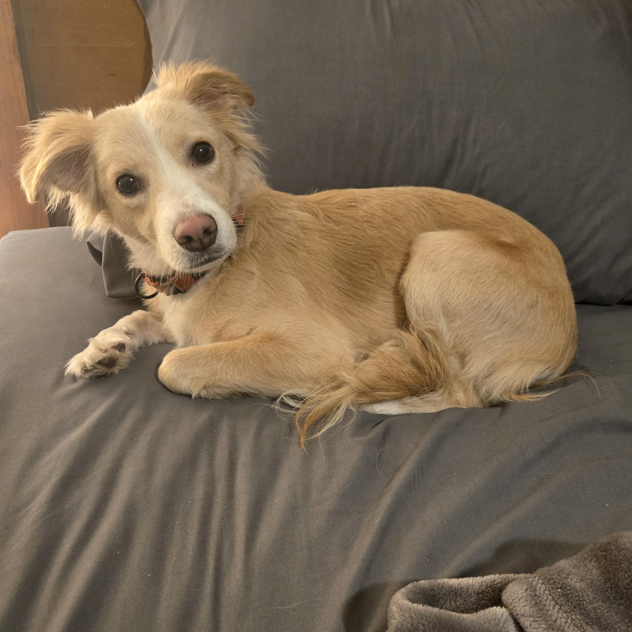 Enlarge Daisy 20 Pounds , a Adoptable Spaniel in Lake Geneva, WI image 5/6