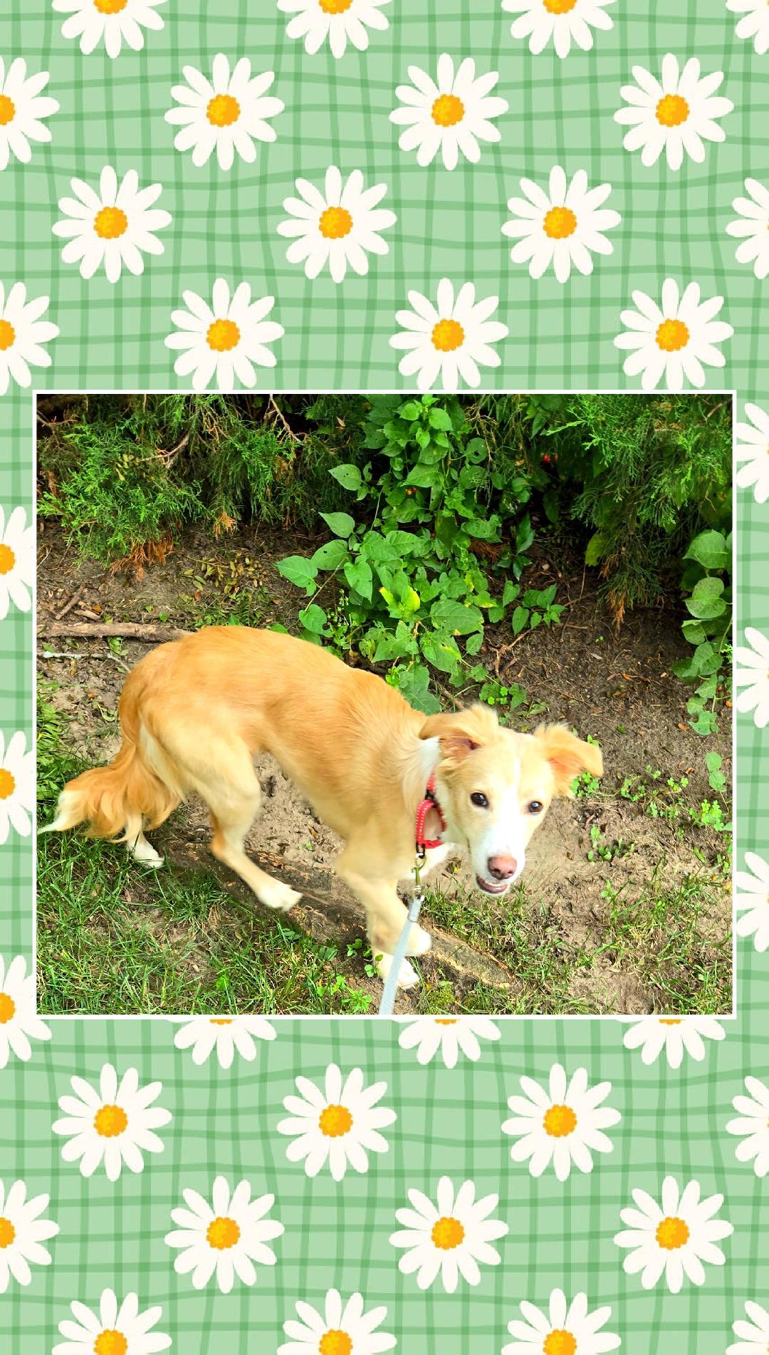 Enlarge Daisy 20 Pounds , a Adoptable Spaniel in Lake Geneva, WI image 6/6