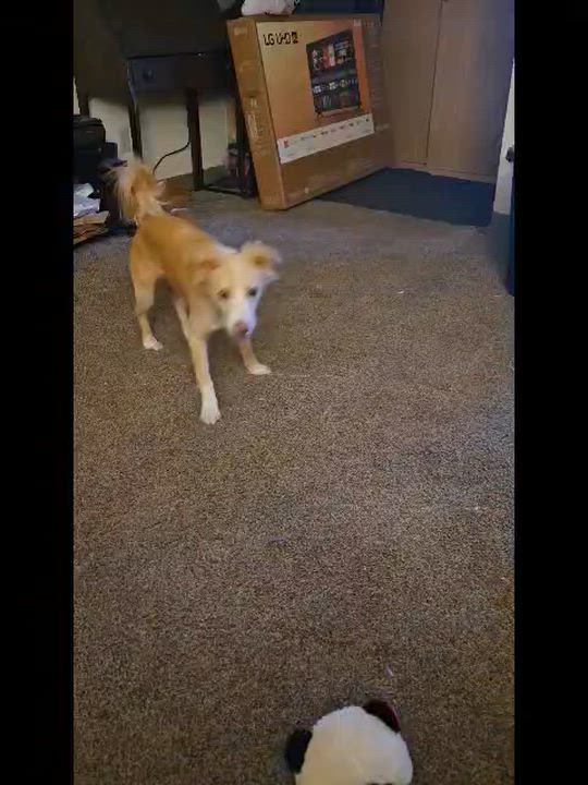 Enlarge Daisy 20 Pounds , a Adoptable Spaniel in Lake Geneva, WI video 2/6