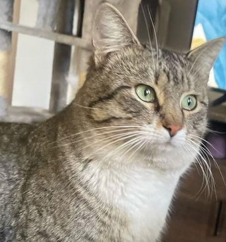 Enlarge Caspian, a Adoptable Domestic Short Hair in Castro Valley, CA image 1/3