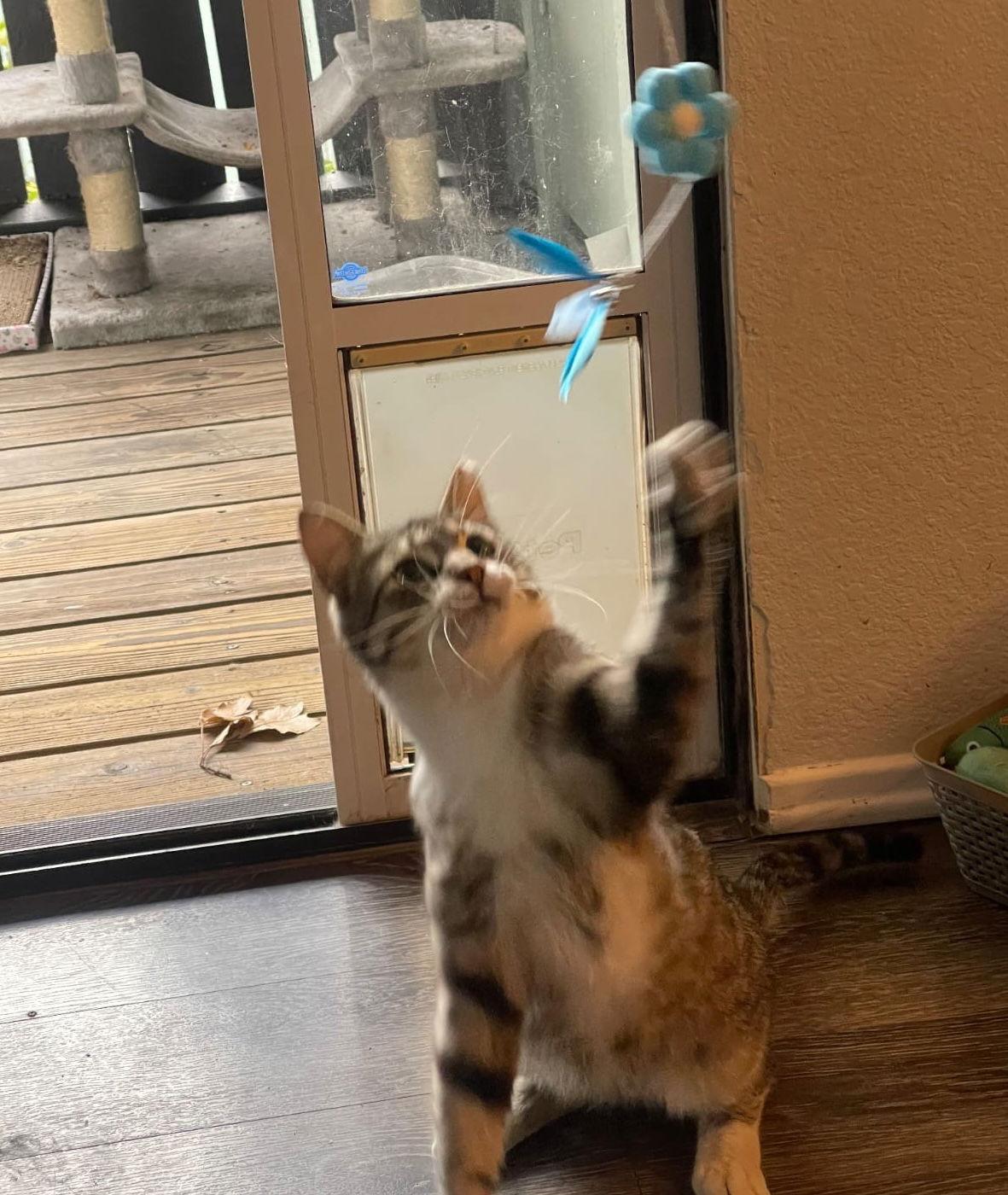 Enlarge Caspian, a Adoptable Domestic Short Hair in Castro Valley, CA image 2/3