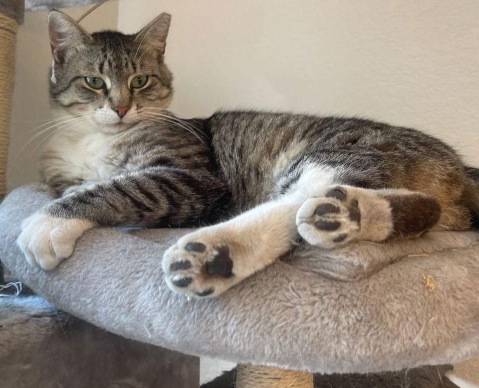 Enlarge Caspian, a Adoptable Domestic Short Hair in Castro Valley, CA image 3/3