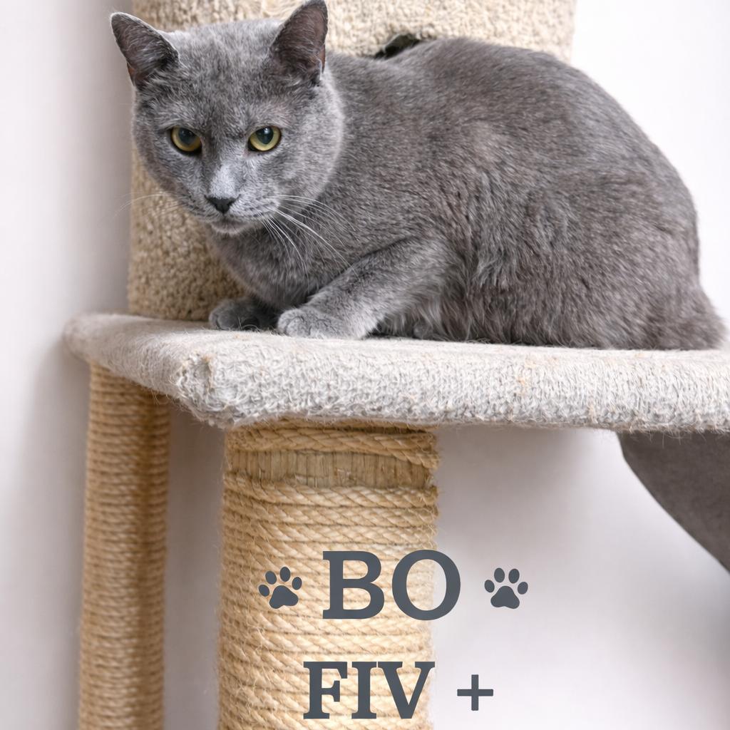 Enlarge BO, a Adoptable mixed breed in Lancaster, OH image 1/1