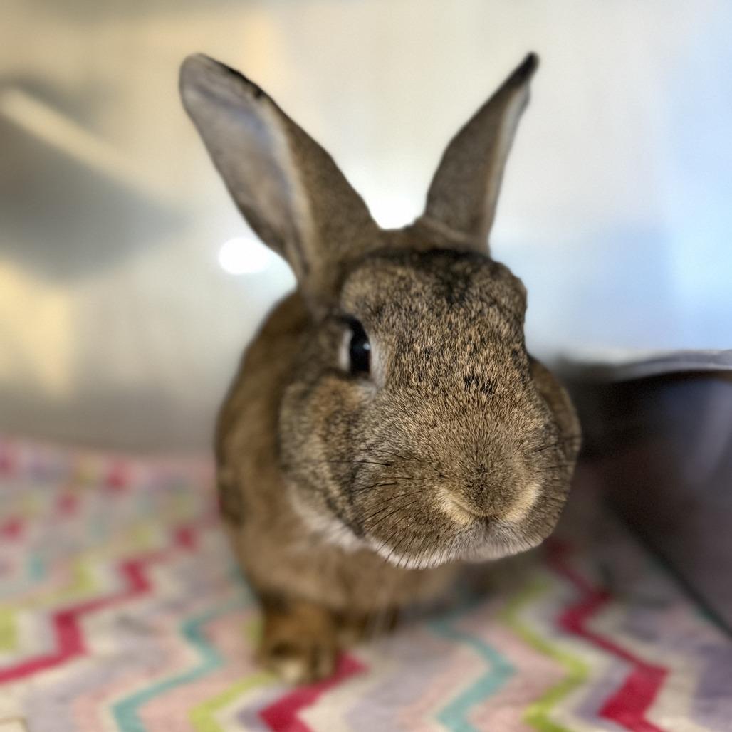 Enlarge Nutkin, a Adoptable Bunny Rabbit in Richmond, CA image 1/6