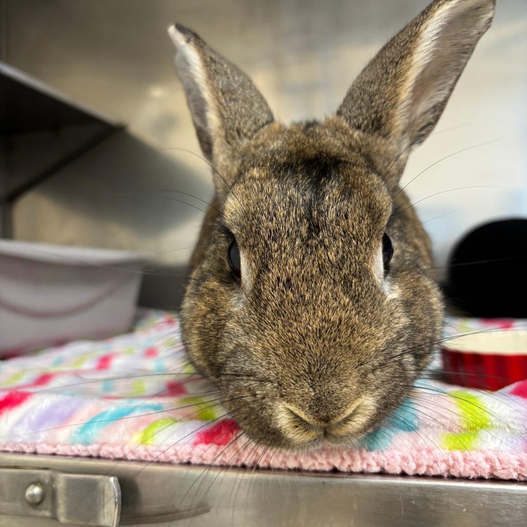 Enlarge Nutkin, a Adoptable Bunny Rabbit in Richmond, CA image 2/6