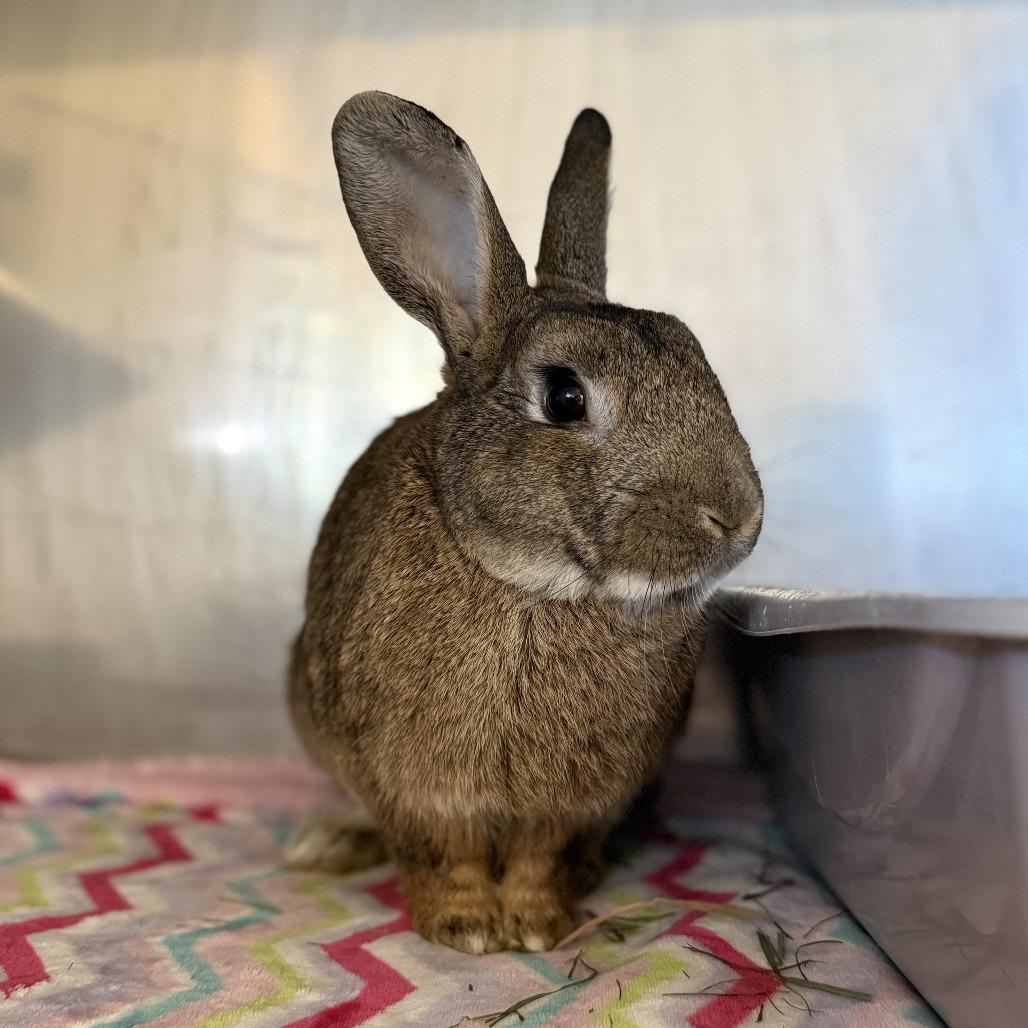 Enlarge Nutkin, a Adoptable Bunny Rabbit in Richmond, CA image 3/6