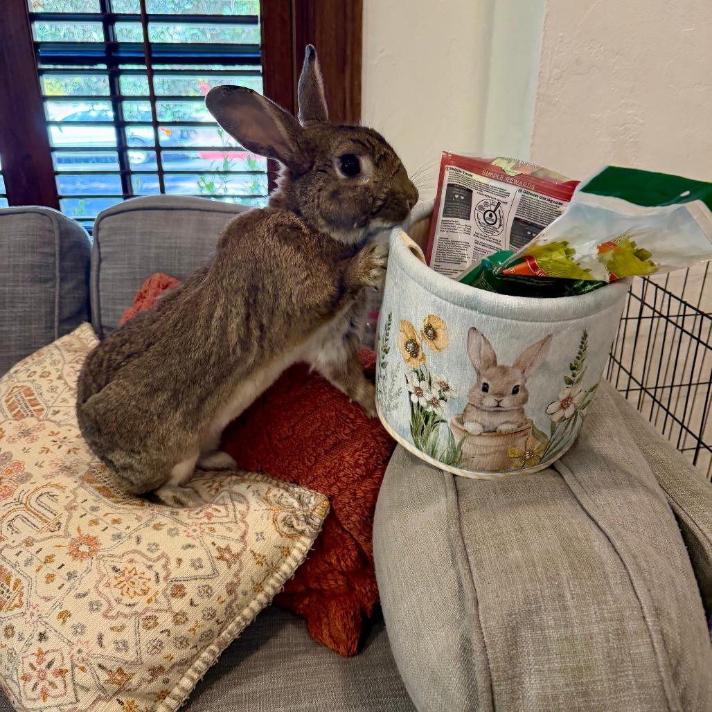 Enlarge Nutkin, a Adoptable Bunny Rabbit in Richmond, CA image 4/6