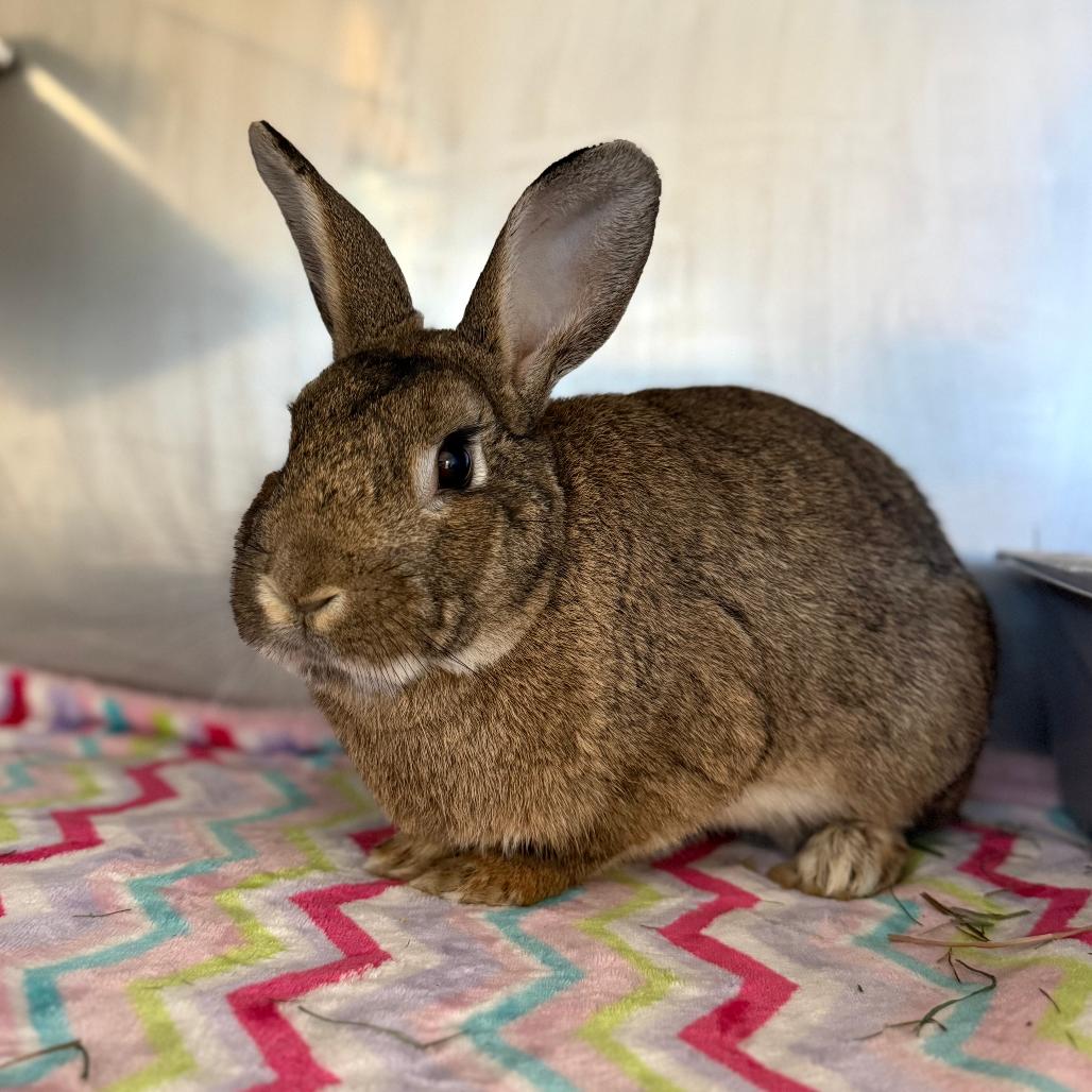 Enlarge Nutkin, a Adoptable Bunny Rabbit in Richmond, CA image 5/6
