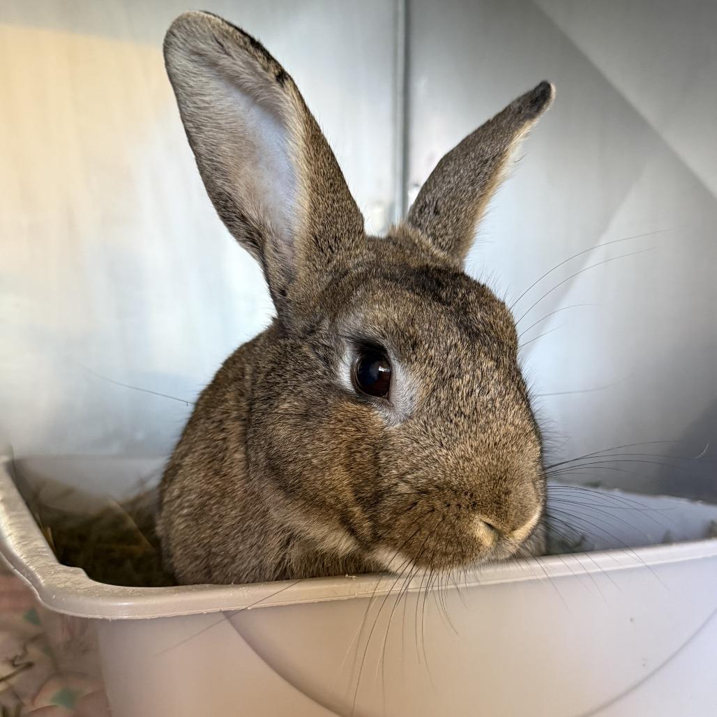 Enlarge Nutkin, a Adoptable Bunny Rabbit in Richmond, CA image 6/6