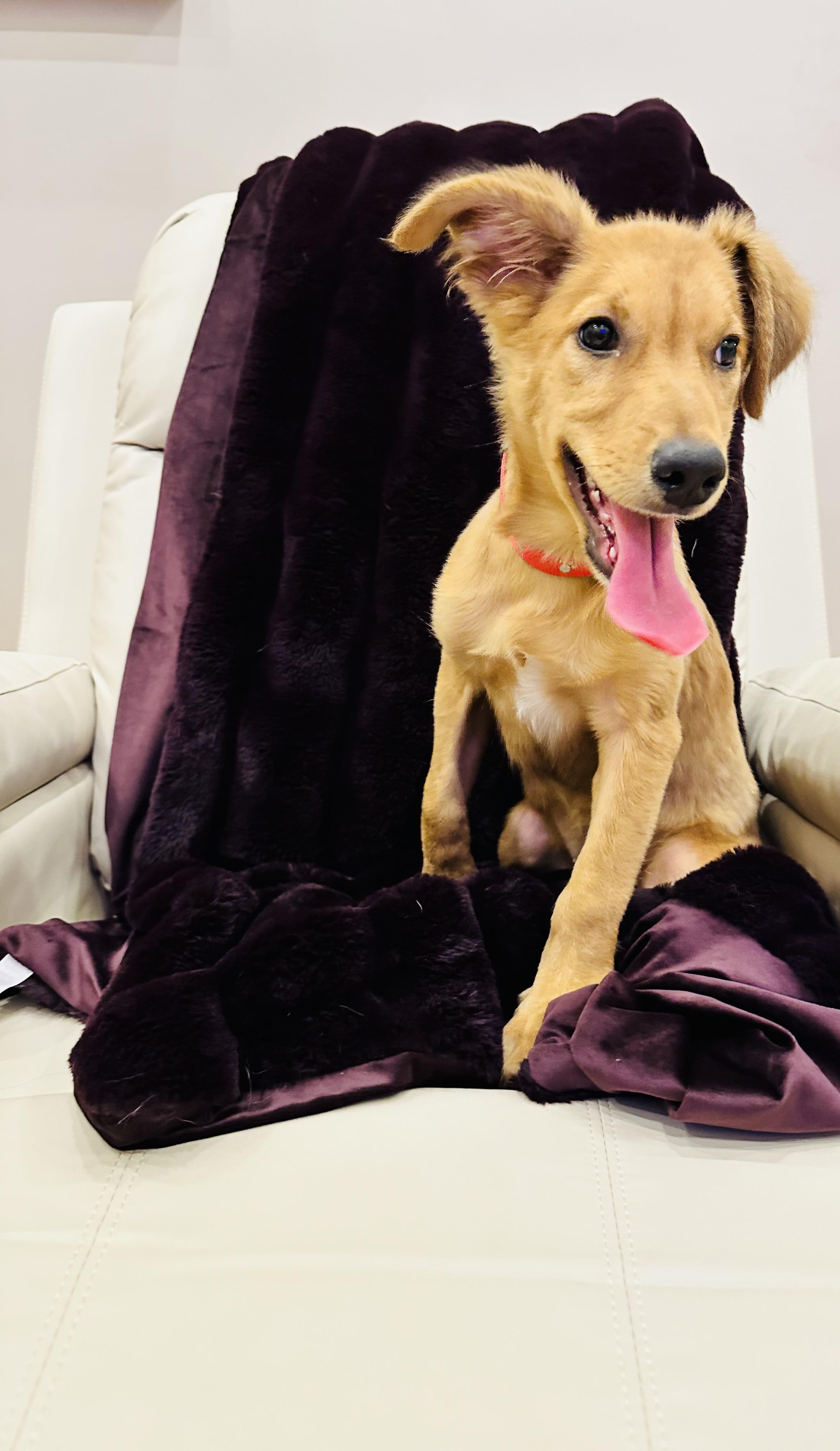 Phoebe, Adopted, Adult Female Rough Collie & Golden Retriever.