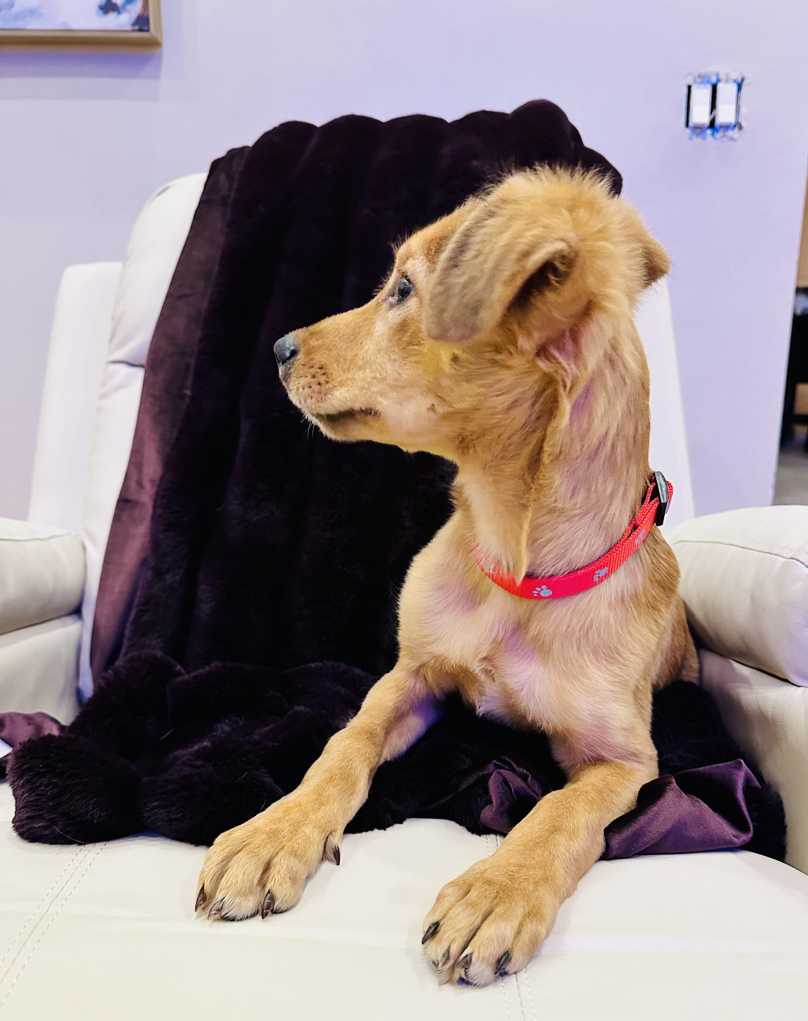 Phoebe, a Adopted mixed breed in Centereach, NY image 4/6