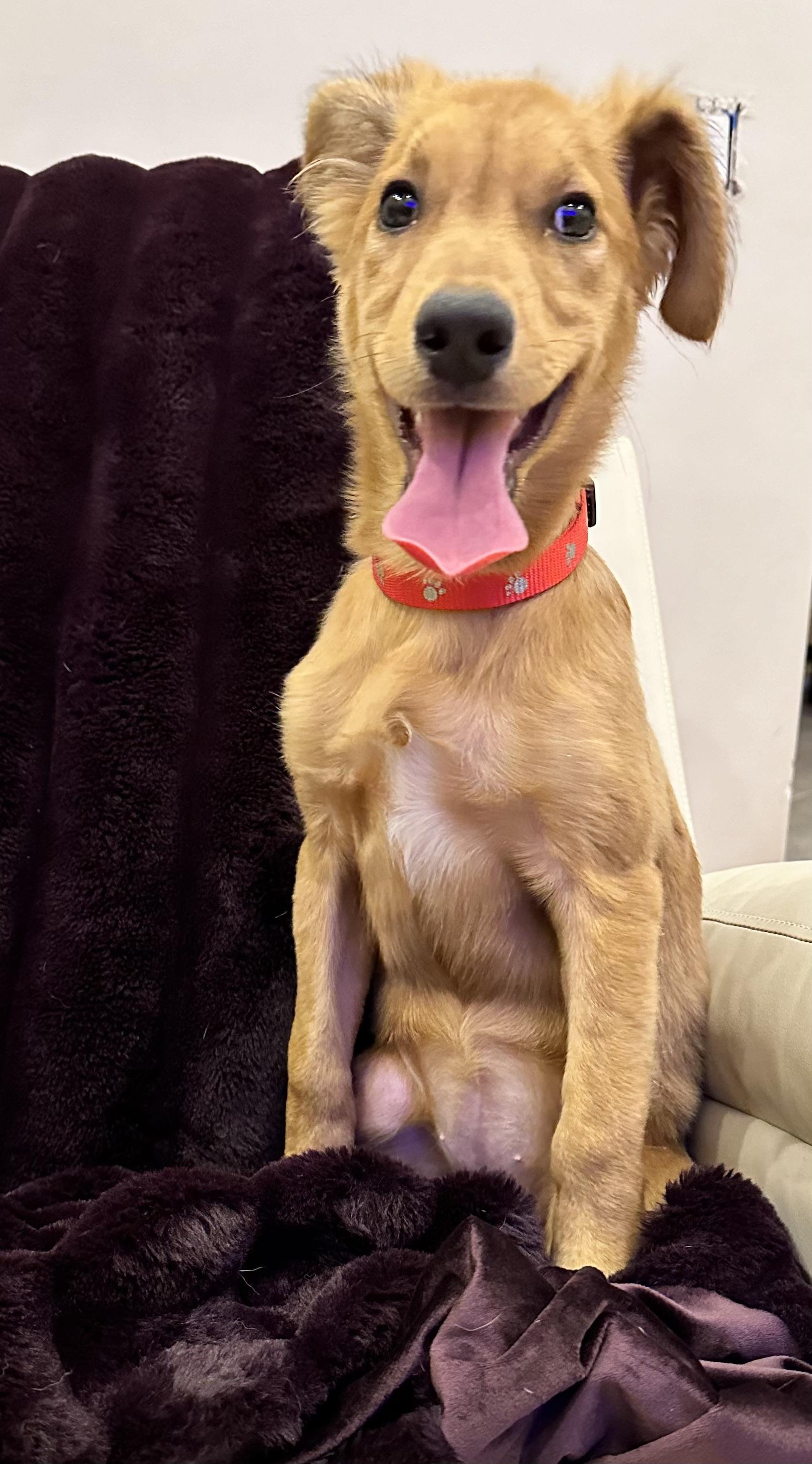 Phoebe, a Adopted mixed breed in Centereach, NY image 5/6