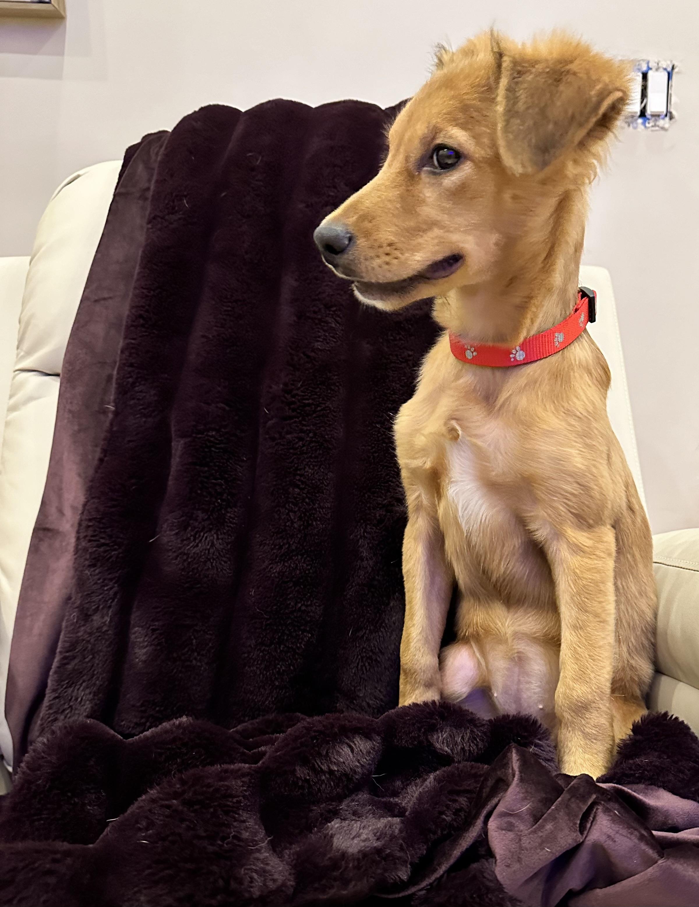 Phoebe, a Adopted mixed breed in Centereach, NY image 6/6