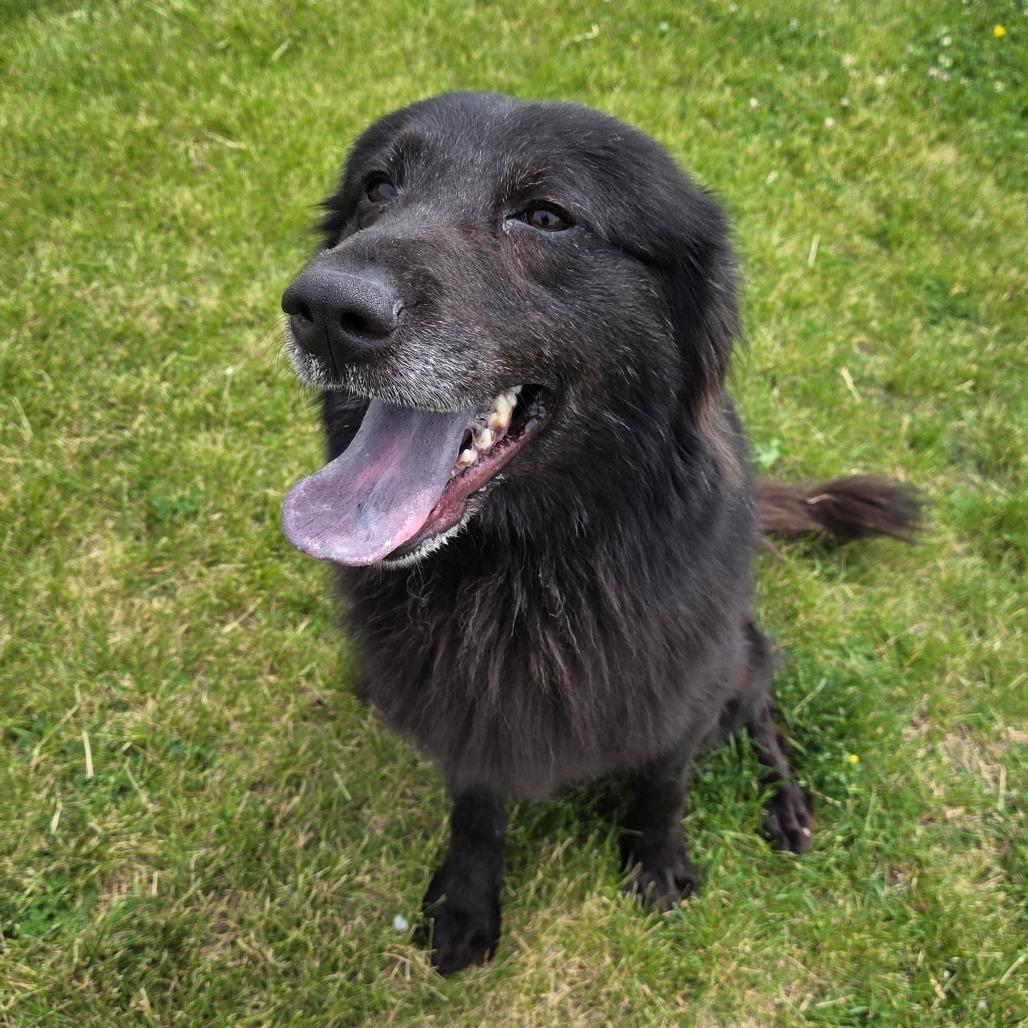 Mammy, a Adoptable Mixed Breed in Pontiac, IL image 2/6