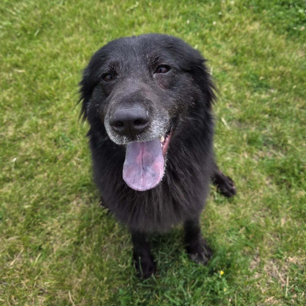 Mammy, a Adoptable Mixed Breed in Pontiac, IL image 4/6