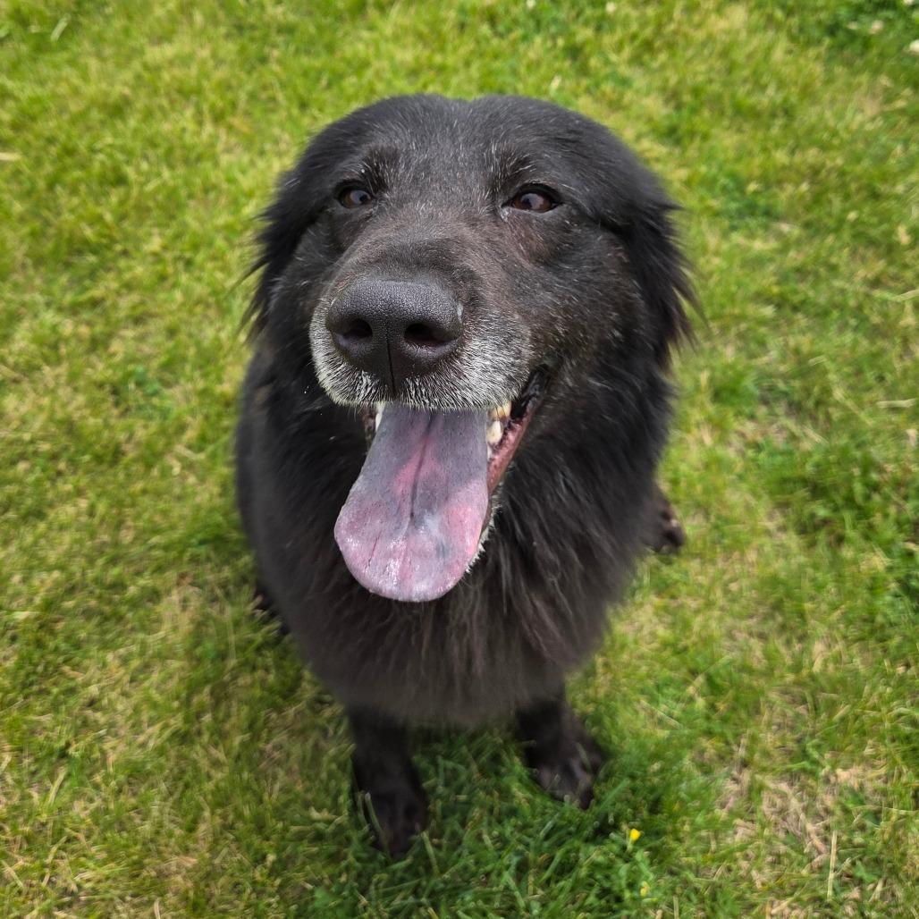 Mammy, a Adoptable Mixed Breed in Pontiac, IL image 5/6