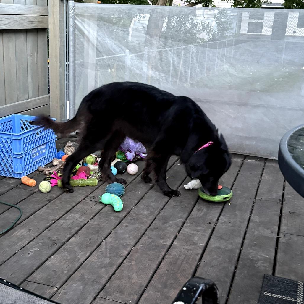 Mammy, a Adoptable Mixed Breed in Pontiac, IL image 6/6