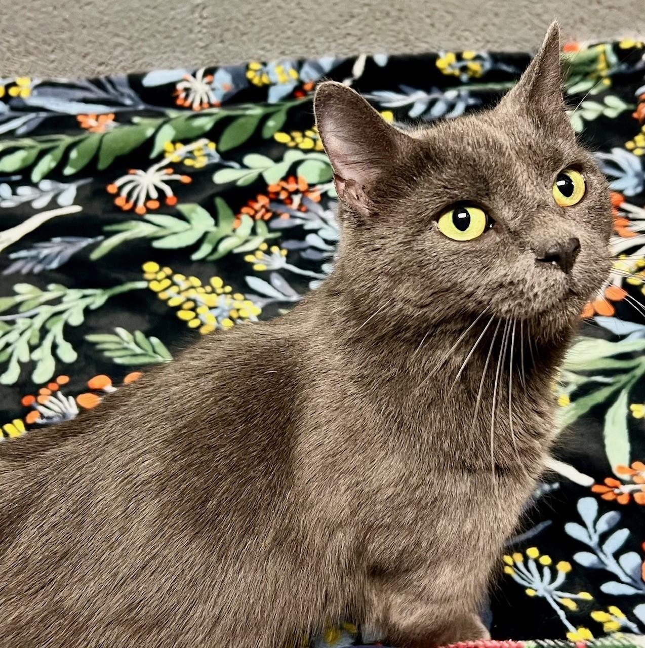 Holiday, ADOPTABLE, Adult Female Domestic Short Hair.