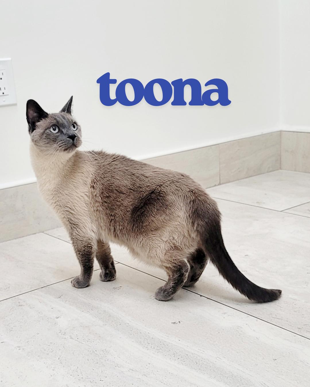 Enlarge Toona (I'm a mellow kitty!), a Adoptable Siamese in Irvine, CA image 1/4