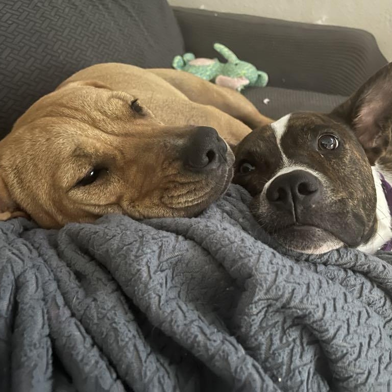 Momo, a Adoptable mixed breed in Austin, TX image 4/6