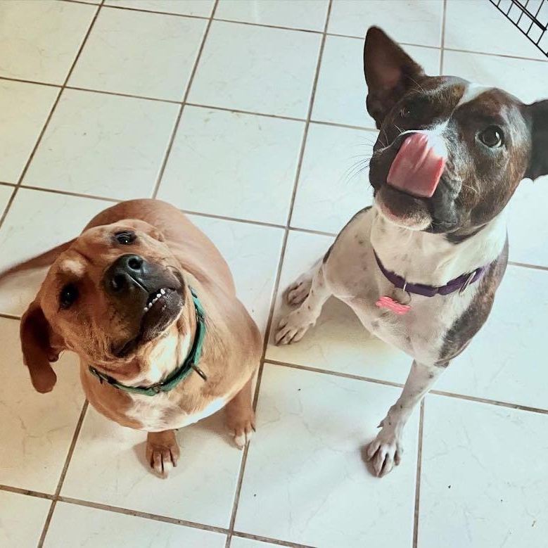 Momo, a Adoptable mixed breed in Austin, TX image 5/6