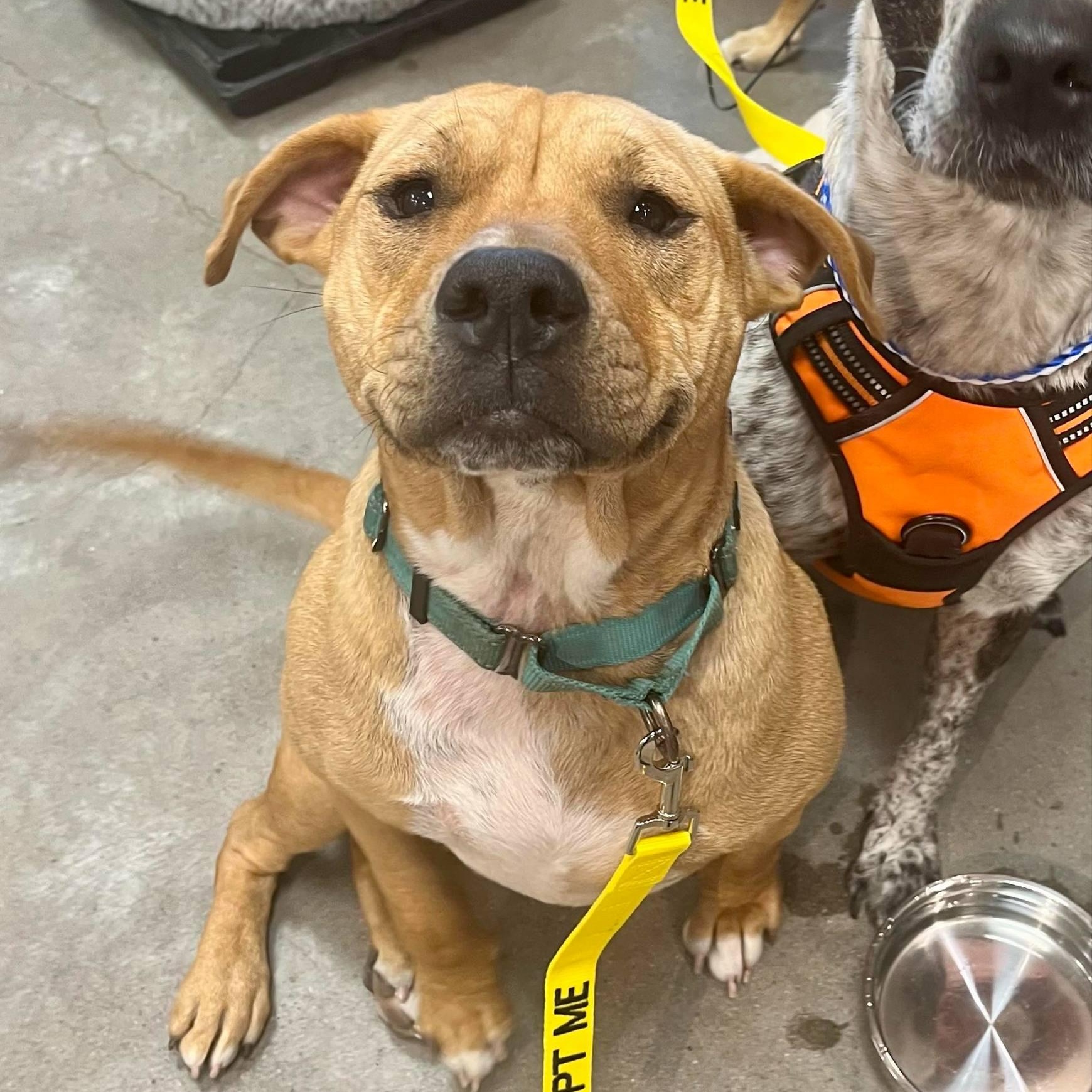 Momo, Adoptable, Adult Female Shar-Pei & Pit Bull Terrier.