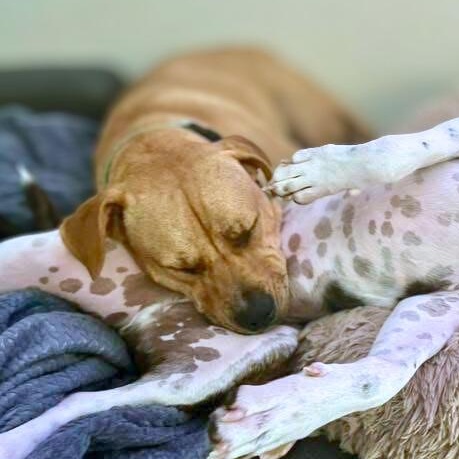 Momo, Adoptable, Adult Female Shar-Pei & Pit Bull Terrier.