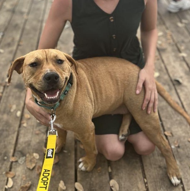 Momo, a Adoptable mixed breed in Austin, TX image 2/6