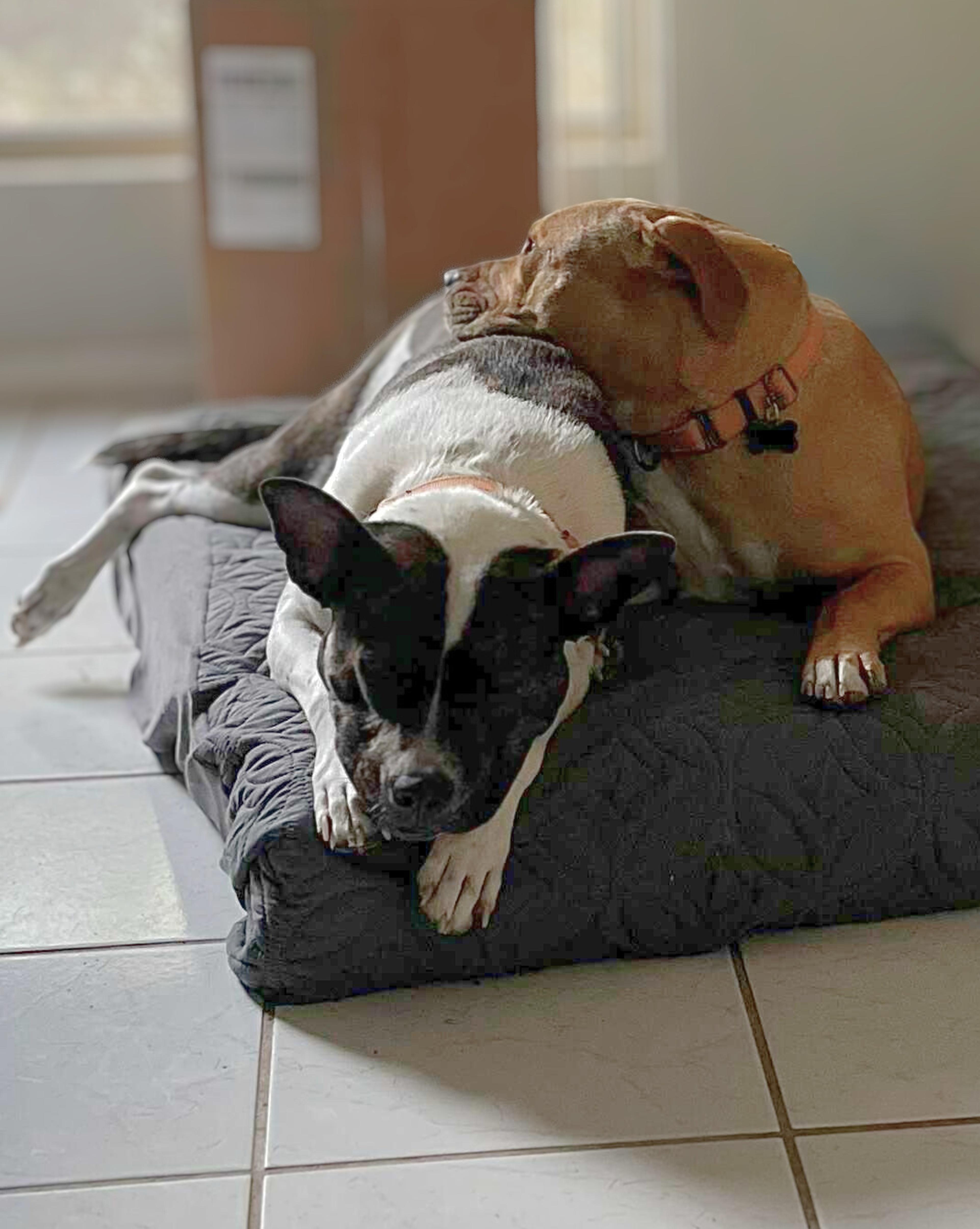 Momo, a Adoptable mixed breed in Austin, TX image 3/6