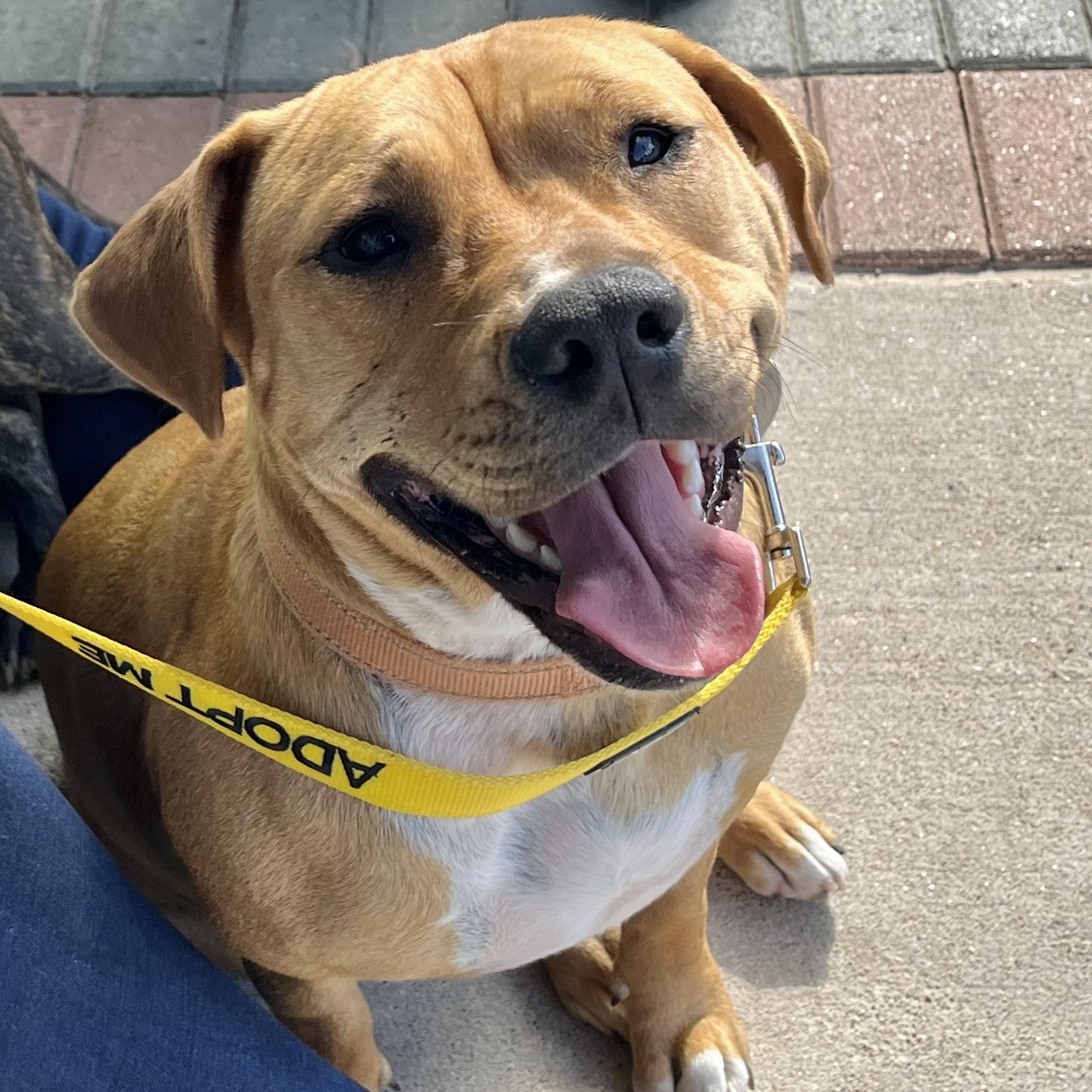 Enlarge Momo, a Adoptable mixed breed in Austin, TX image 1/6