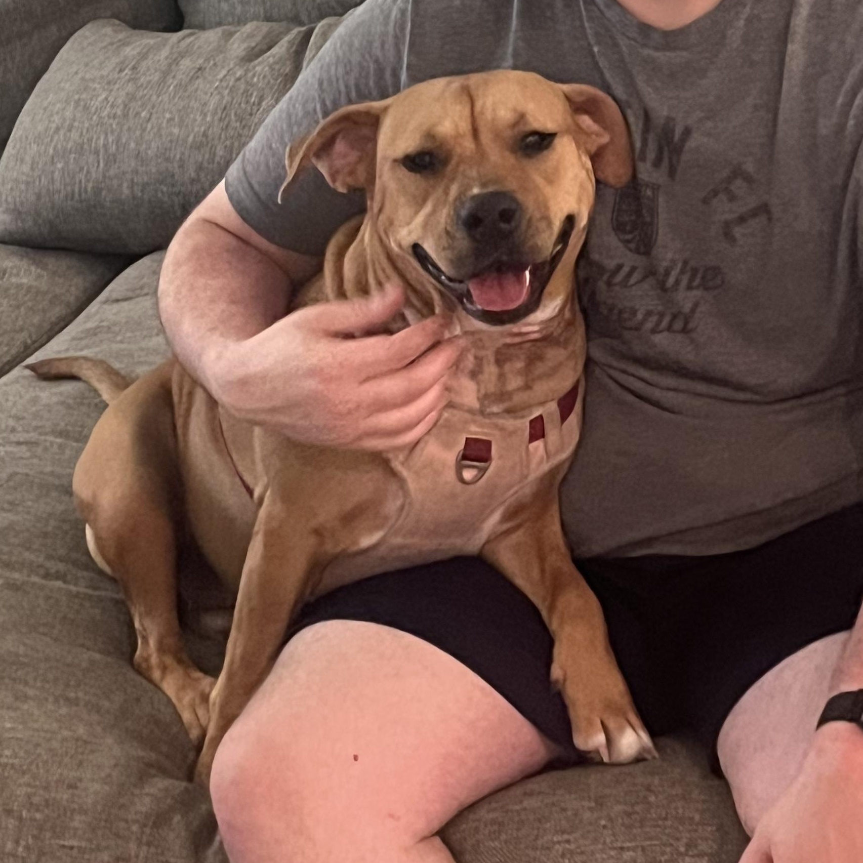 Enlarge Momo, a Adoptable mixed breed in Austin, TX image 2/6