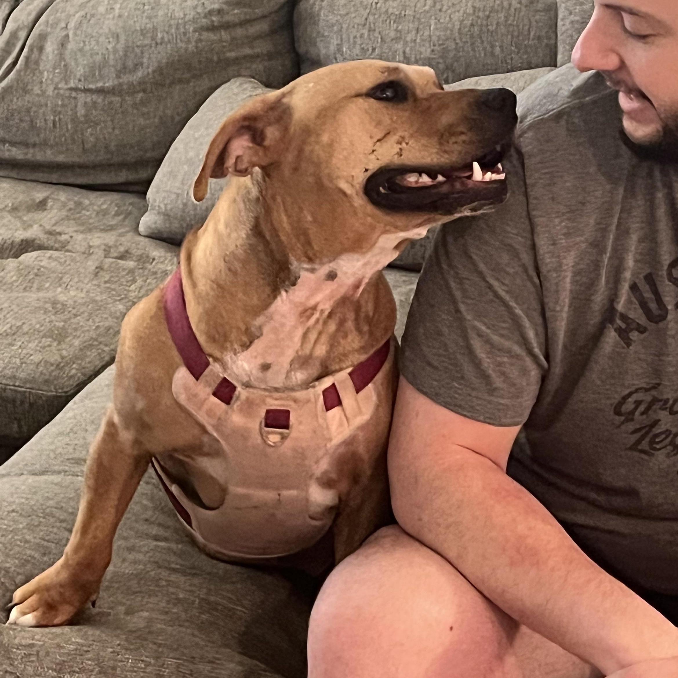 Enlarge Momo, a Adoptable mixed breed in Austin, TX image 6/6