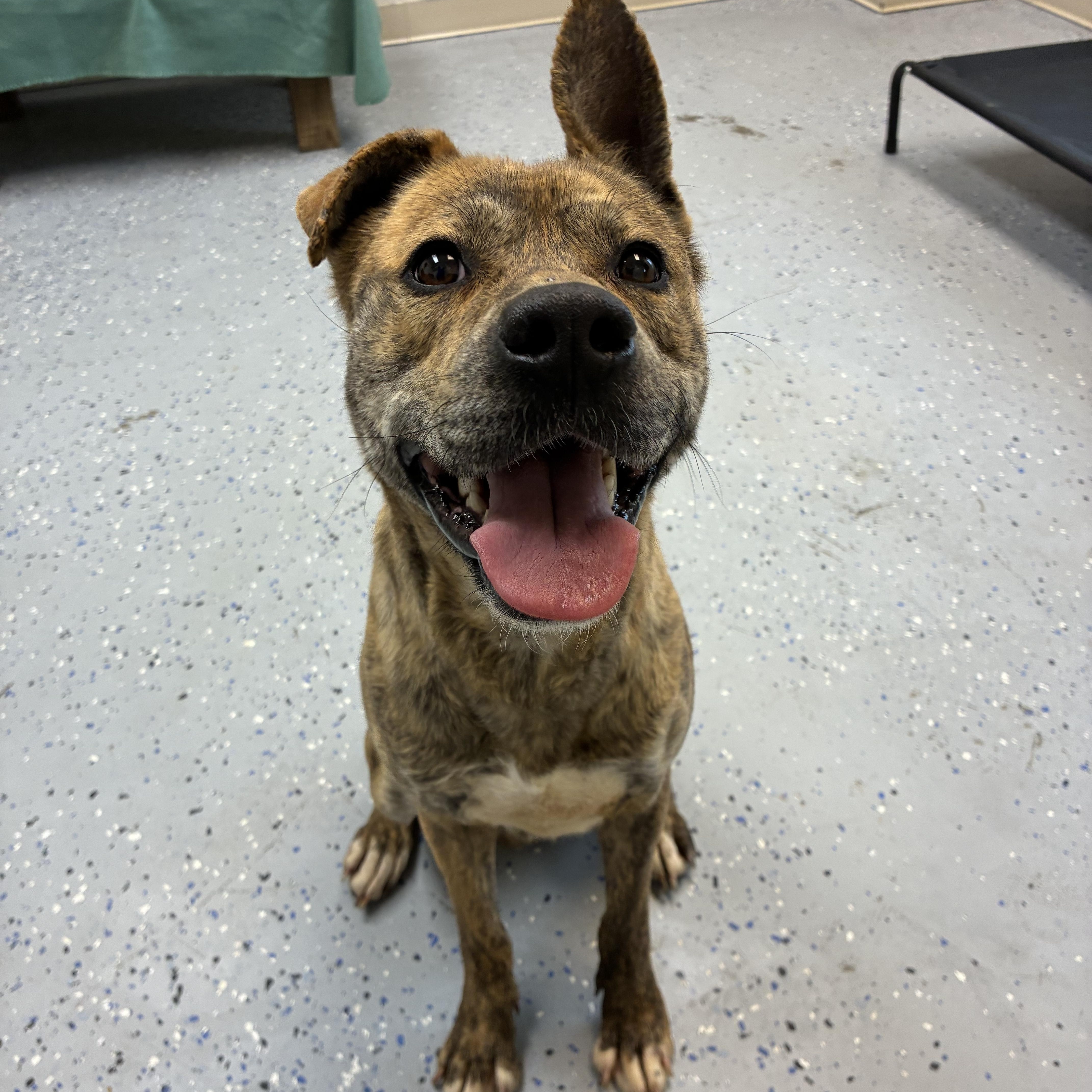 Enlarge Dino, a Adoptable mixed breed in Senatobia, MS image 3/5