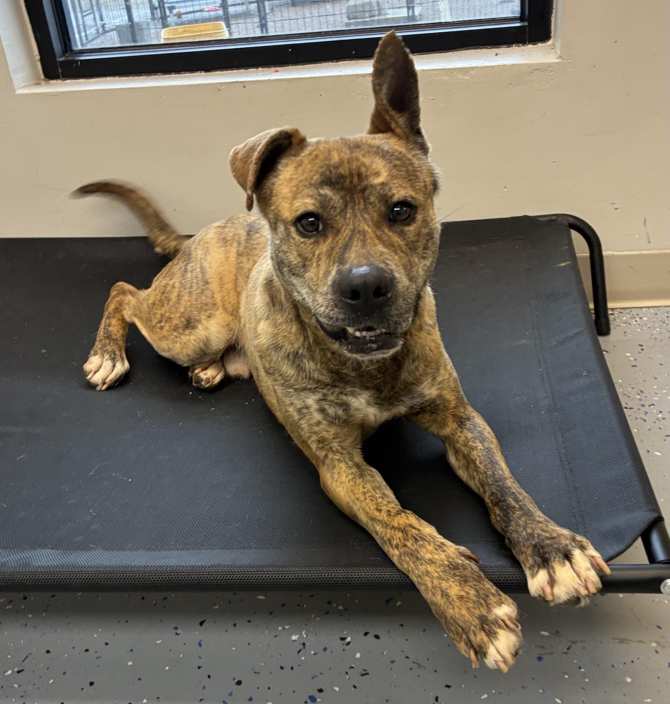 Enlarge Dino, a Adoptable mixed breed in Senatobia, MS image 5/5