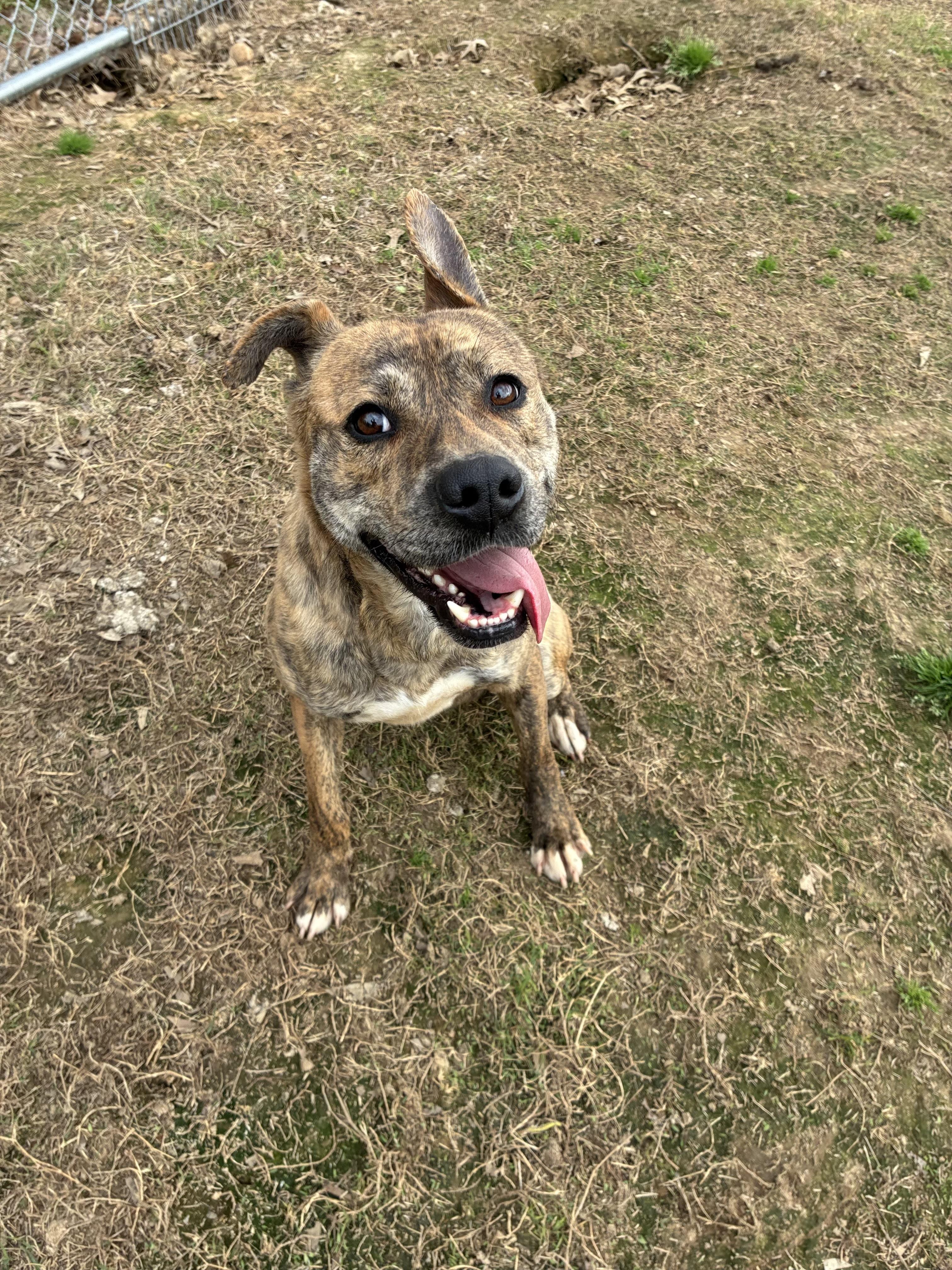 Enlarge Dino, a Adoptable mixed breed in Senatobia, MS image 1/5