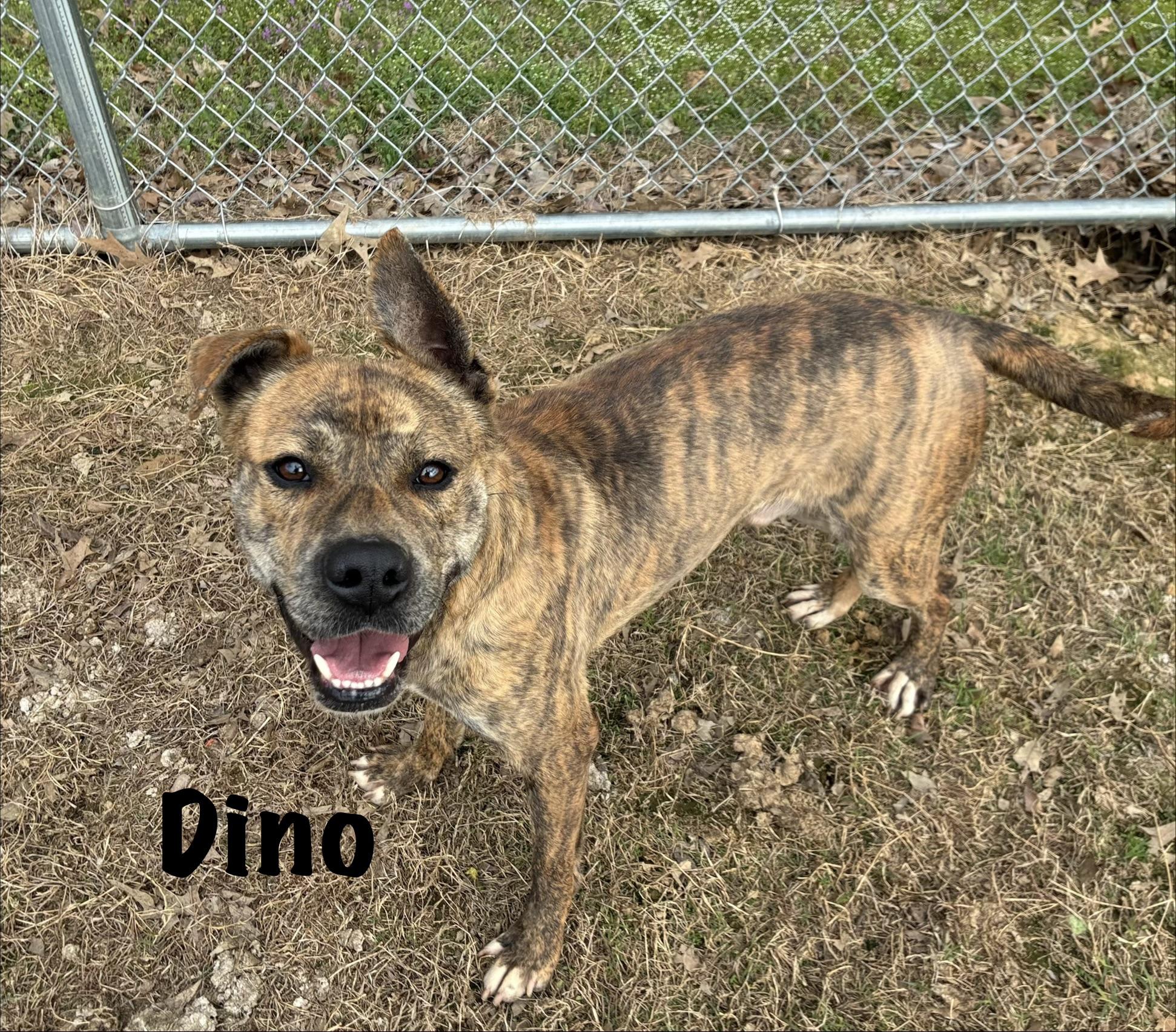 Enlarge Dino, a Adoptable mixed breed in Senatobia, MS image 2/5