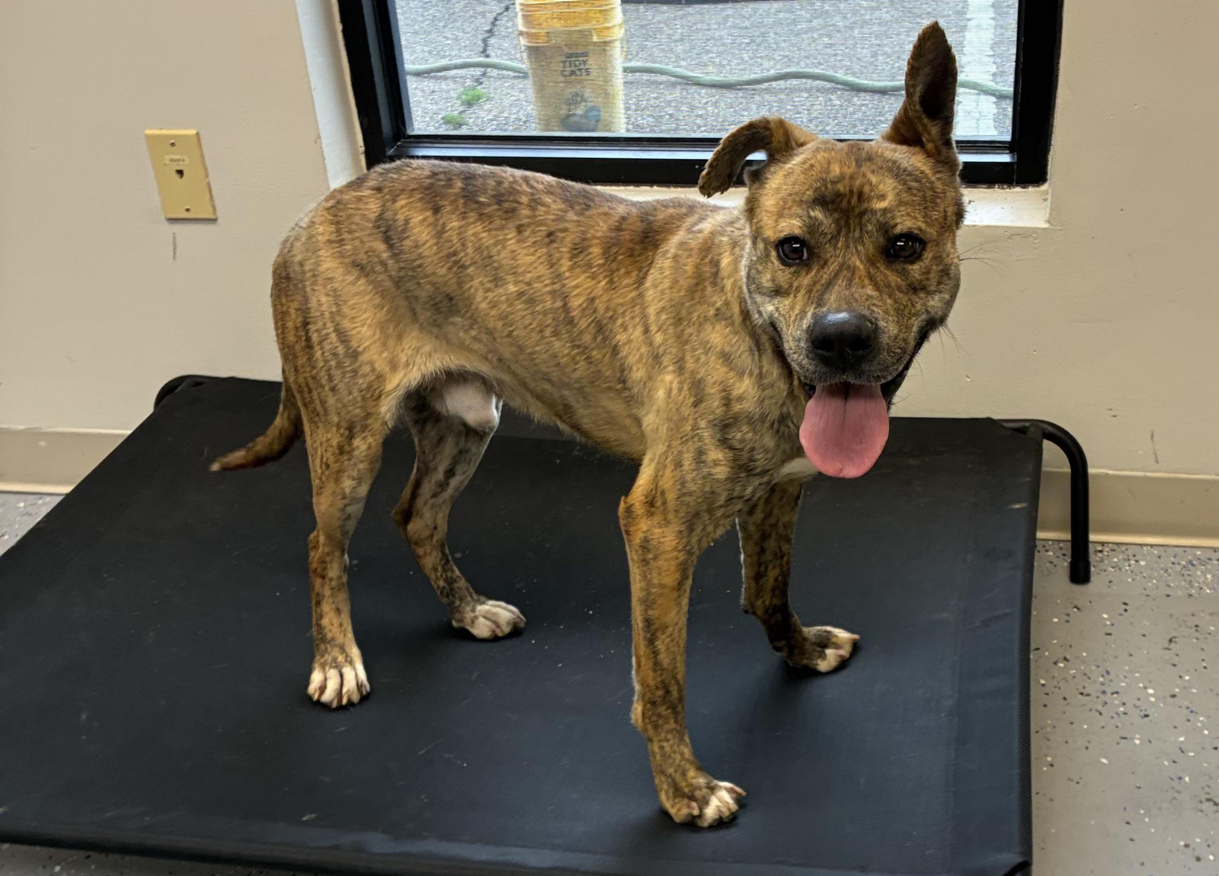 Enlarge Dino, a Adoptable mixed breed in Senatobia, MS image 4/5