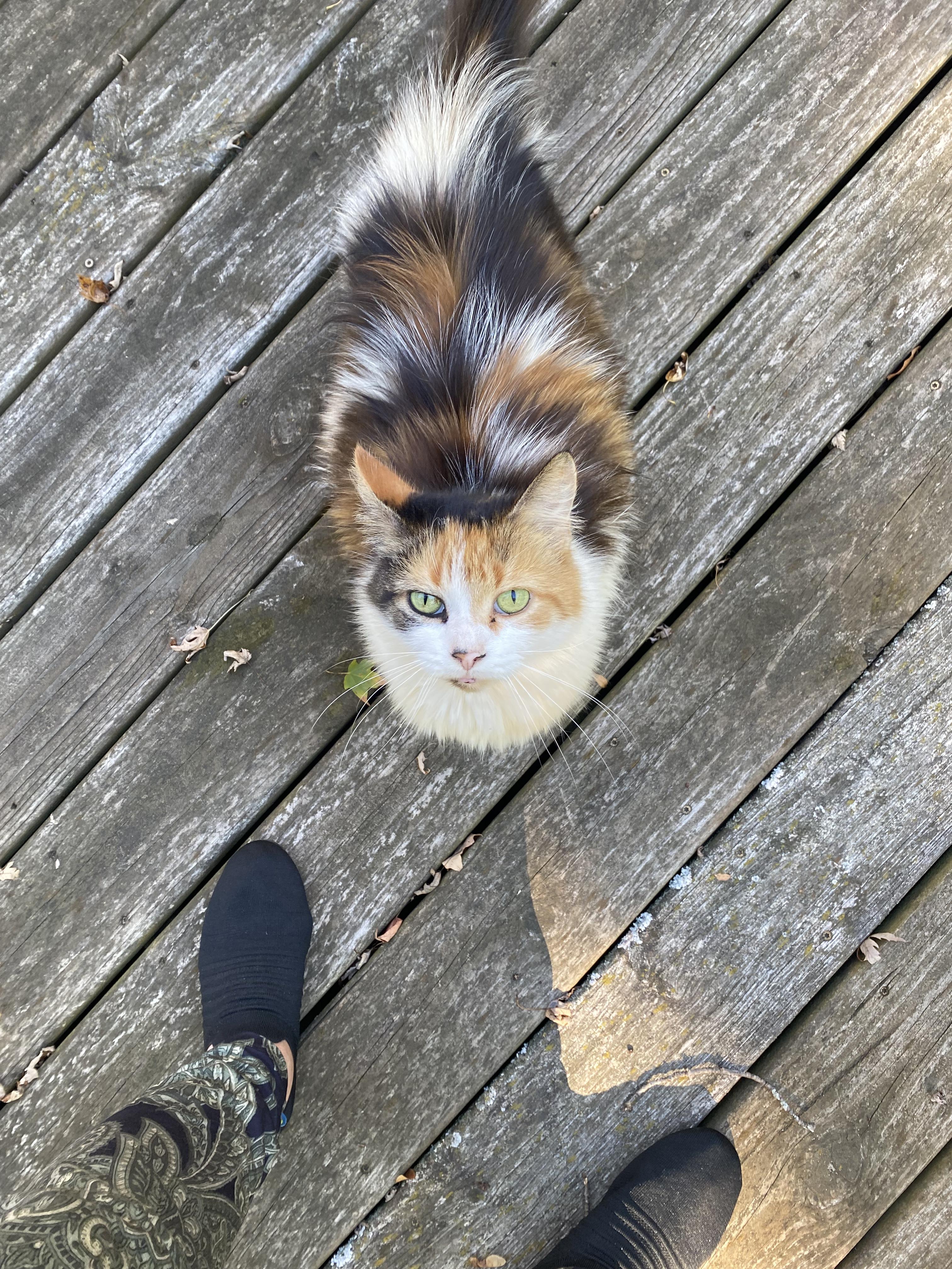 Enlarge River St Raggedy Anne , an adoptable mixed breed in Eaton Rapids, MI image 1/4