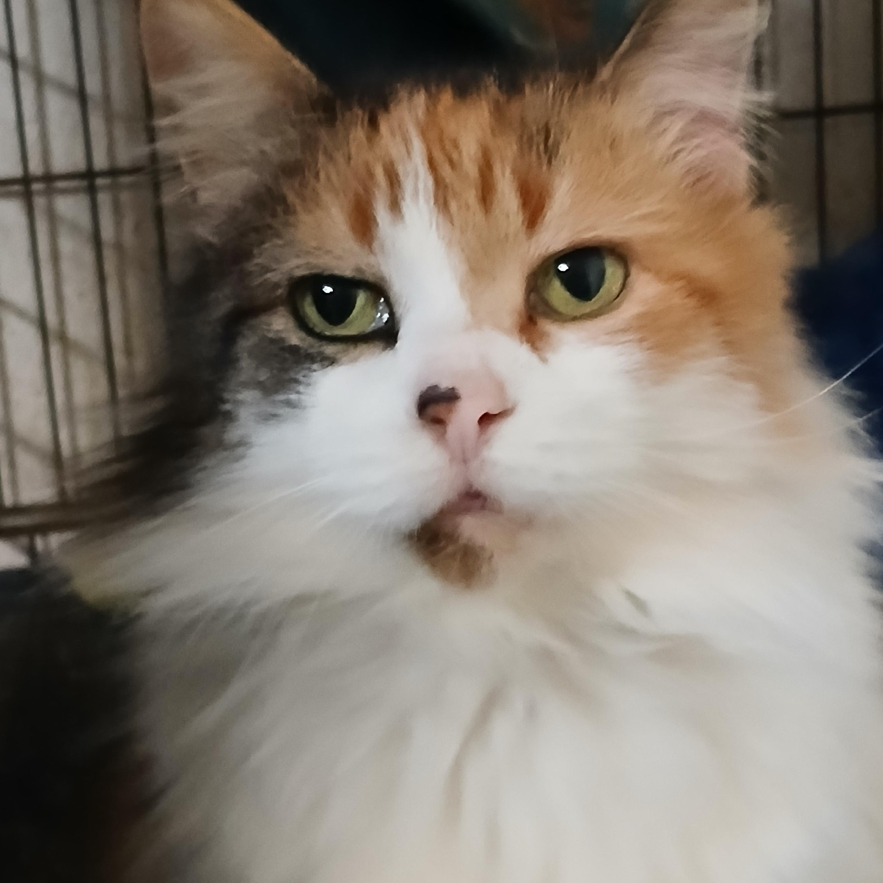 River St Raggedy Anne , an adopted mixed breed in Eaton Rapids, MI image 1/6