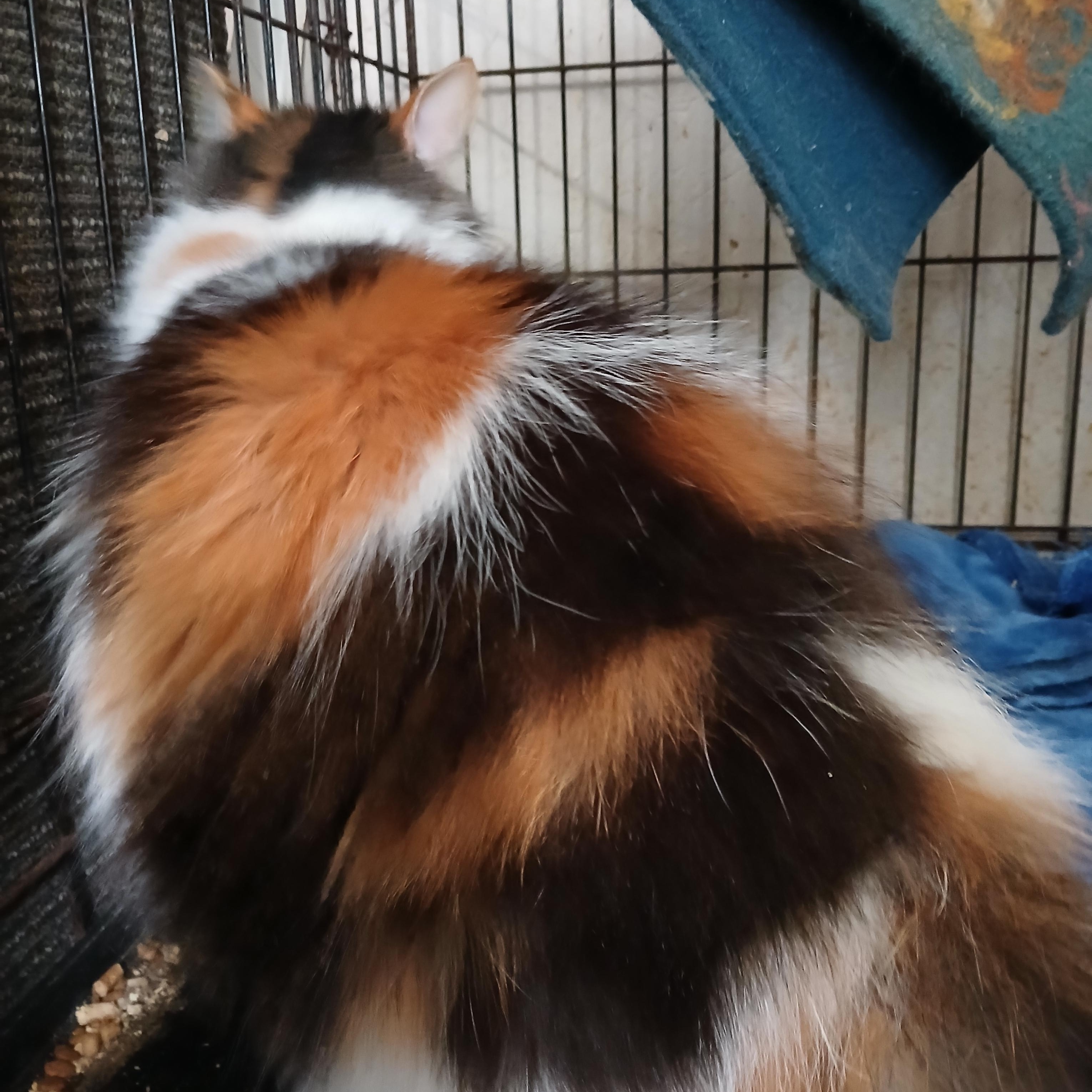 Enlarge River St Raggedy Anne , an adoptable mixed breed in Eaton Rapids, MI image 4/4