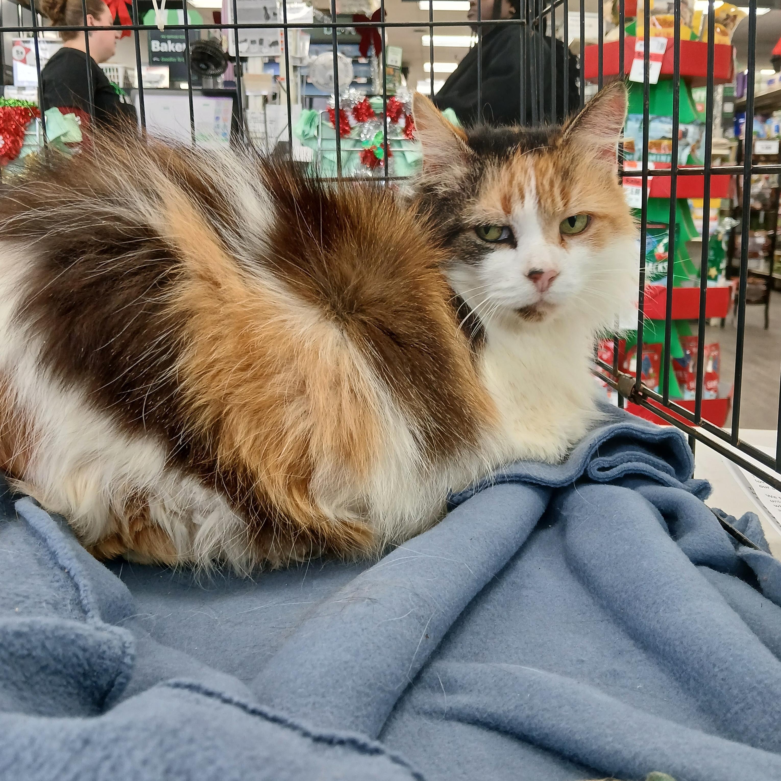 Enlarge River St Raggedy Anne , an adoptable mixed breed in Eaton Rapids, MI image 2/4