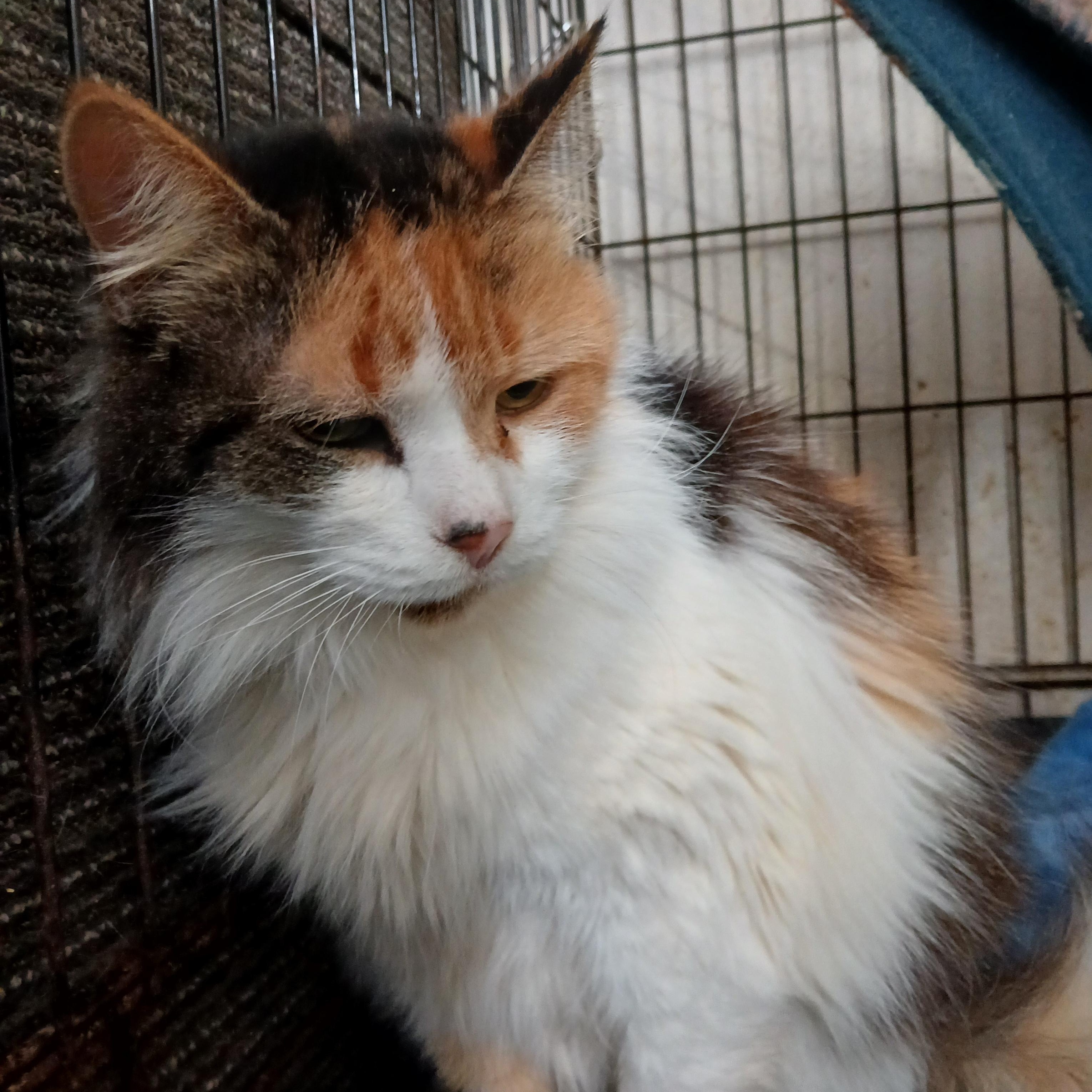 Enlarge River St Raggedy Anne , an adoptable mixed breed in Eaton Rapids, MI image 3/4