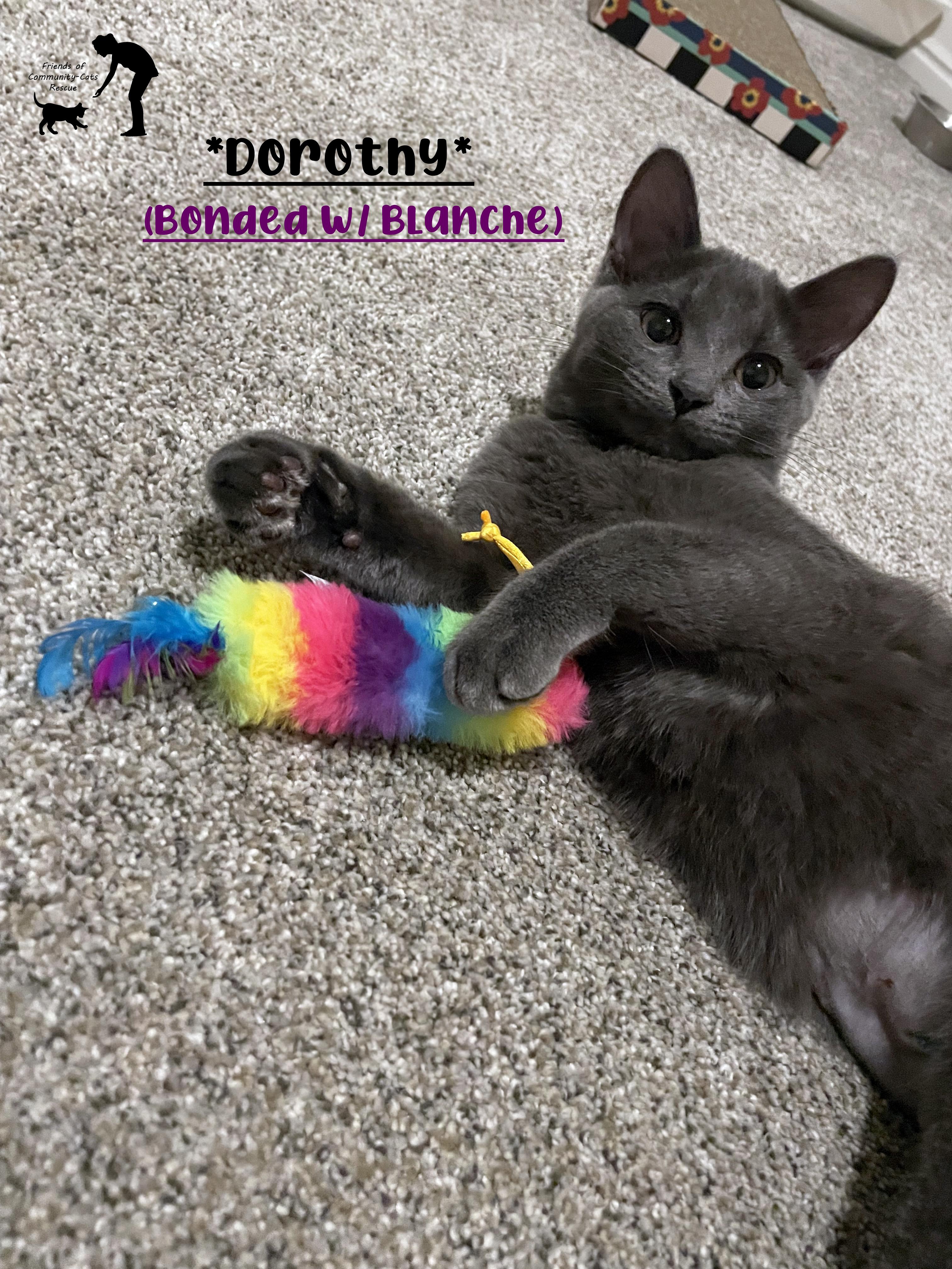 Dorothy (Bonded w/Blanche), a ADOPTABLE Domestic Short Hair in Centerville, UT image 1/5